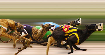 Dog Racing